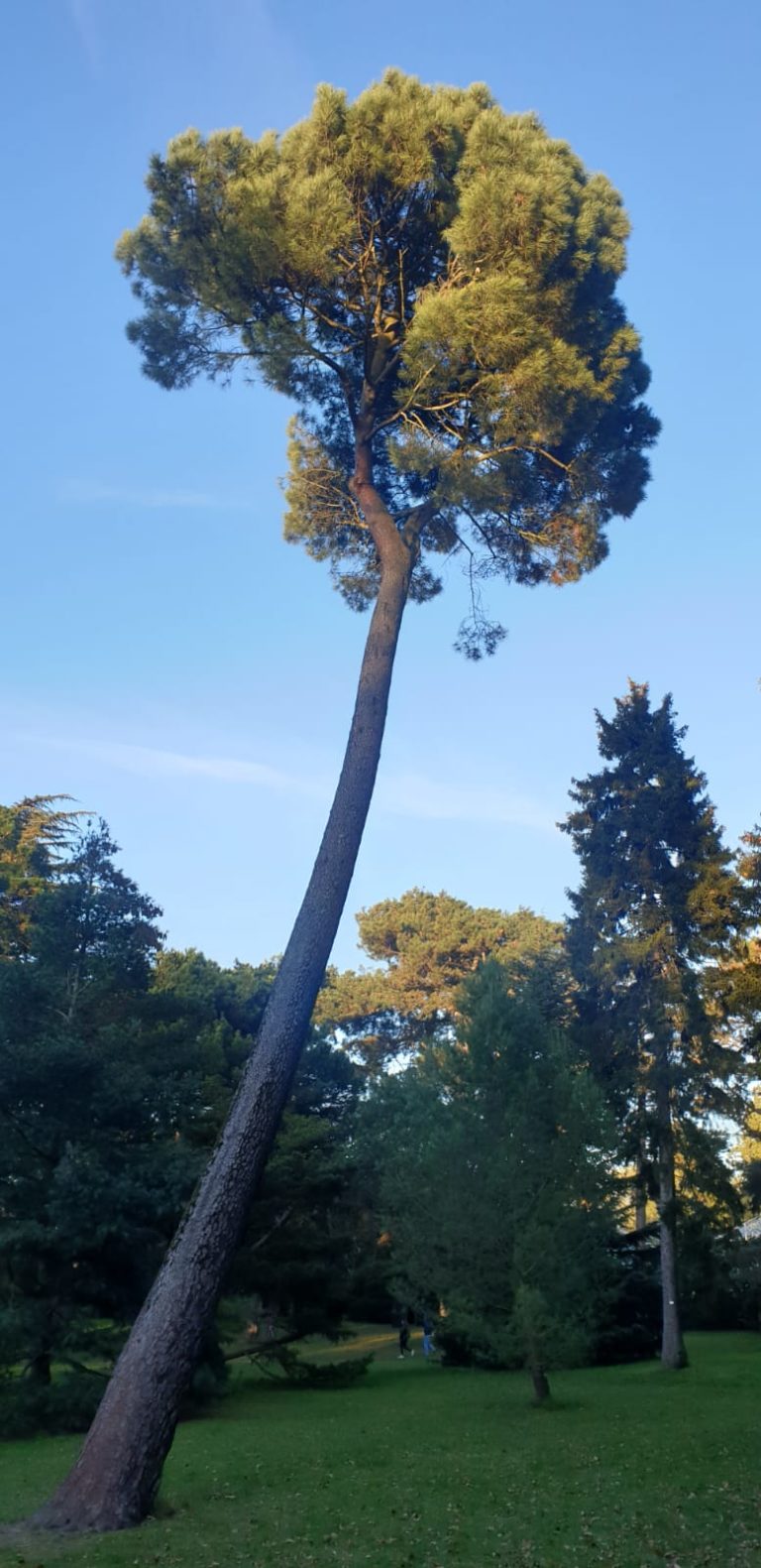 A picture of a long tree in the day